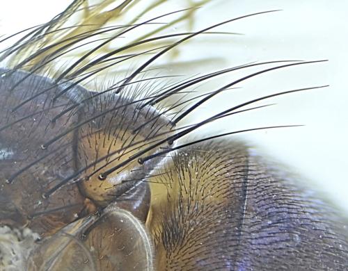 Pollenia sp.